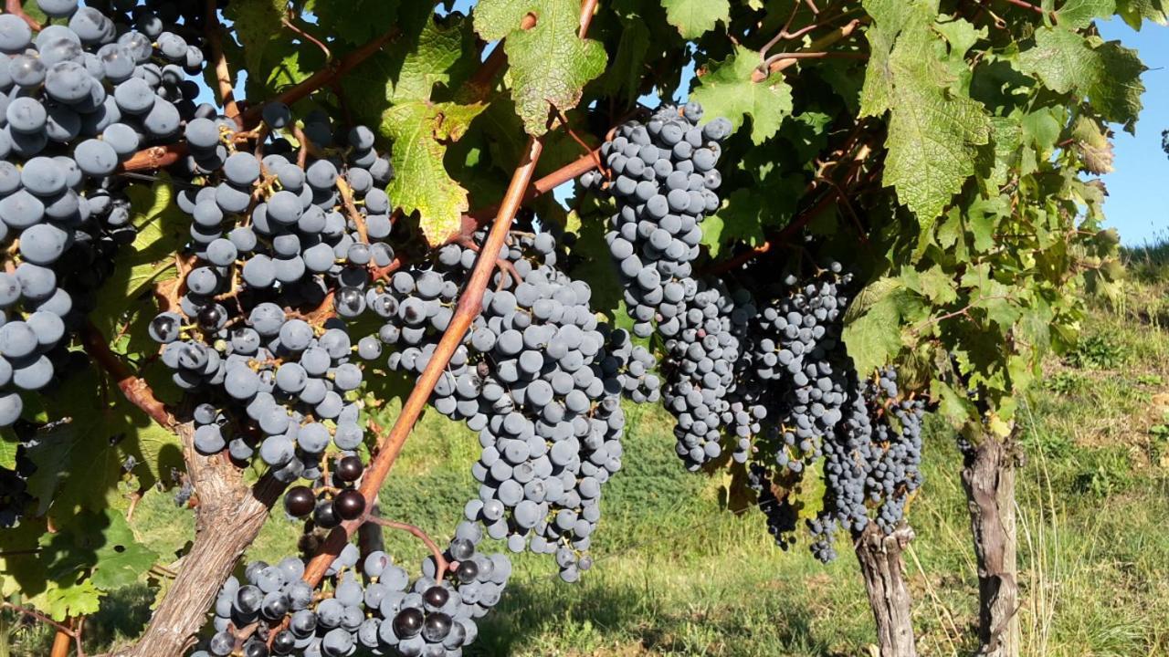 Agriturismo Casa Delle Rose Winery Ruttàrs 外观 照片